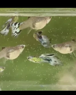 Blue koi Guppy(1 Pair)